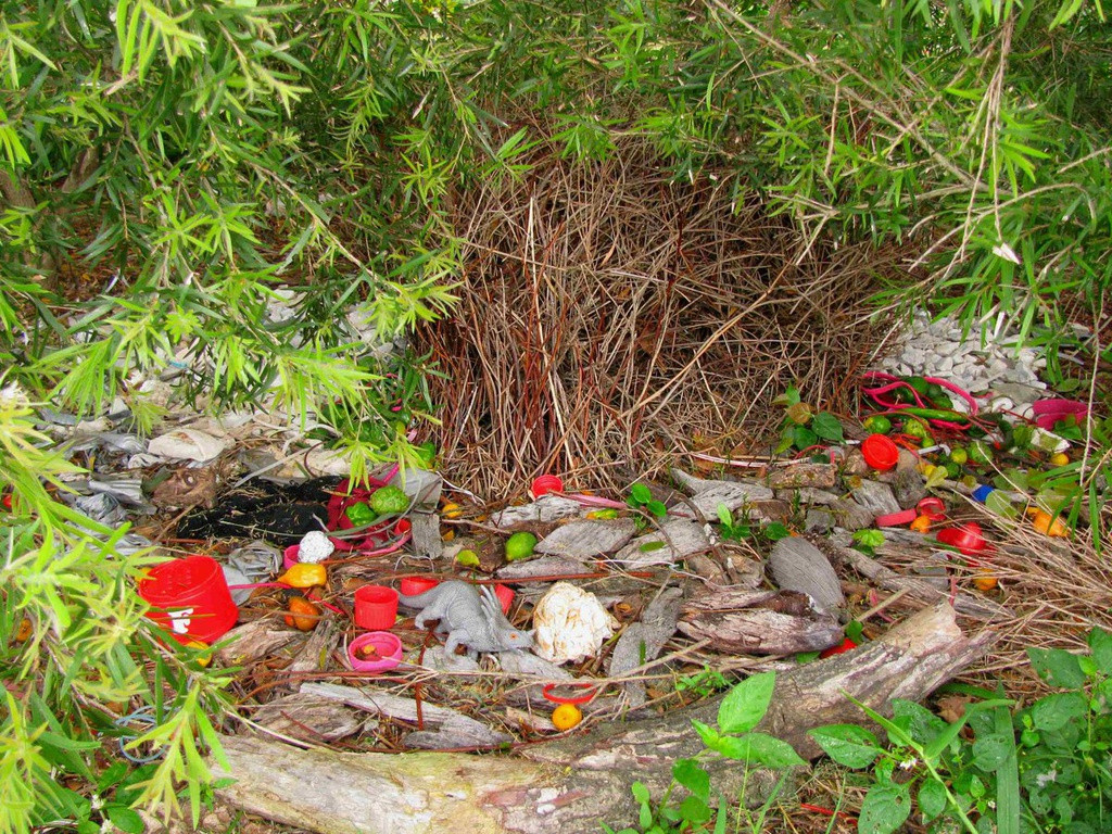 Tổ của chim đực chỉ dùng vào mục đích tán tỉnh bạn tình. Ngôi nhà để sinh con sau này sẽ do chim mái tự xây trên khoảng đất trống hoặc trên cây cách tổ chim đực xây không xa. Trong thời gian sinh sản, chúng sẽ không sống chung. Chim mái một mình nuôi con và con trống lại tiếp tục công việc xây tổ khác. Ảnh: Twitter.