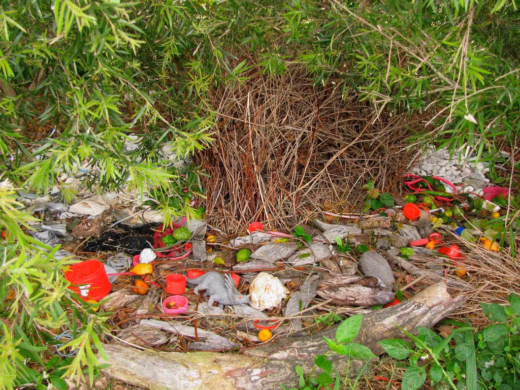 Tổ của chim đực chỉ dùng vào mục đích tán tỉnh bạn tình. Ngôi nhà để sinh con sau này sẽ do chim mái tự xây trên khoảng đất trống hoặc trên cây cách tổ chim đực xây không xa. Trong thời gian sinh sản, chúng sẽ không sống chung. Chim mái một mình nuôi con và con trống lại tiếp tục công việc xây tổ khác. Ảnh: Twitter.