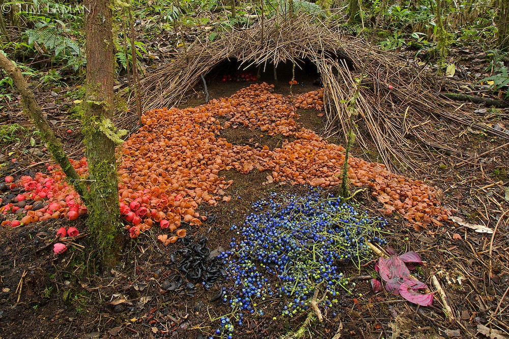 Tổ chim có thể cao đến 1m với đường kính 1,5m. Chim đực thường xây lối vào hoặc bãi cỏ trước tổ bằng những bông hoa và trái cây màu sắc tươi sáng. Cửa tổ sẽ xây hướng nam để đón nắng và thoáng gió. Khi những hoa và quả trước cửa khô, con chim sẽ kiếm thứ khác về thay thế. Để thu thập nhiều vật liệu trang trí, chim thậm chí còn ăn trộm đồ của tình địch. Ảnh: Yablor.ru.