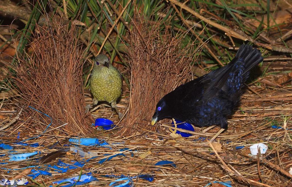 Loài Ptilonorhynchus violaceus (lông đen, mắt xanh) sẽ thu thập các vật thể có màu sắc rực rỡ để tô điểm ngôi nhà. Trong khi đó, chim đực Amblyornis flavifrons (đỉnh đầu có lông vàng rực) sẽ trang trí tổ bằng trái cây nhiều màu. Loài Sericulus aureus (bộ lông màu vàng cam và đen) dùng nước bọt màu xanh lá cây để thu hút con mái. Ảnh: WordPress.