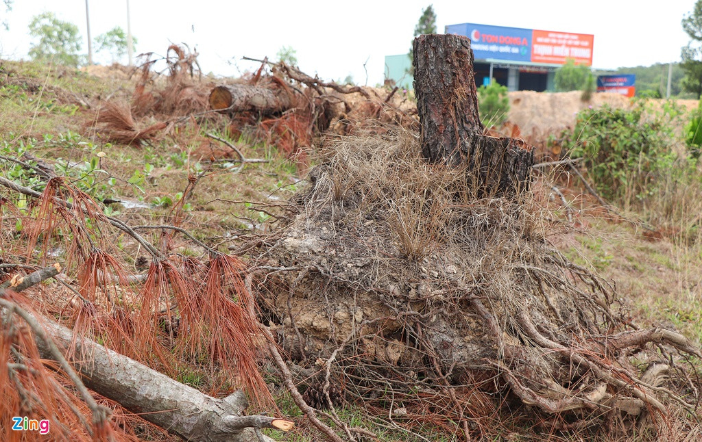 Tại hiện trường khu vực bị san ủi còn 12 gốc cây thông với trữ lượng 0,9 m3.
