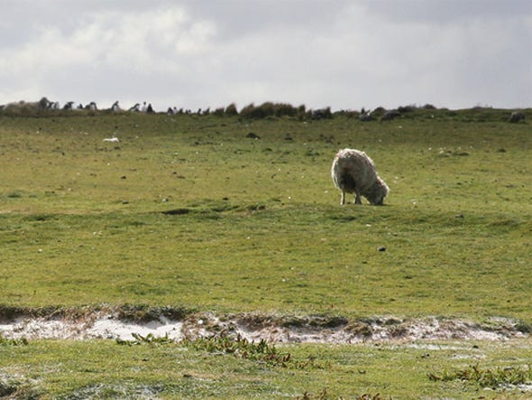 Do số lượng cừu trên đảo có số lượng lớn như vậy nên một số người gọi quần đảo Falkland là hòn đảo của loài cừu.