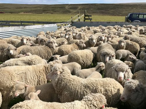 Điều này có nghĩa số cừu ở quần đảo Falkland gấp 167 lần số người sinh sống tại đây.