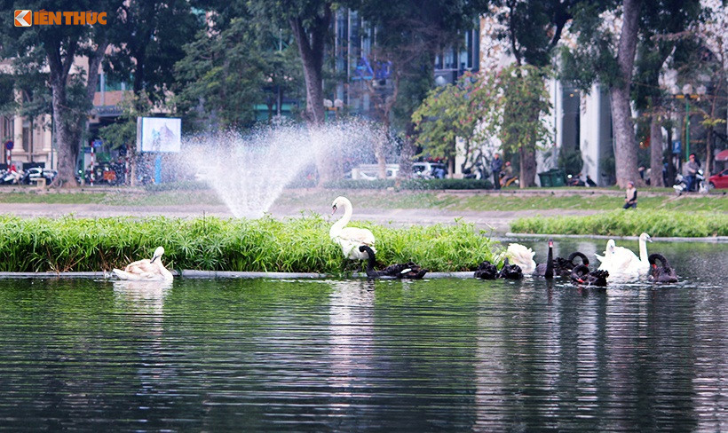 Đàn thiên nga trên hồ Thiền Quang.