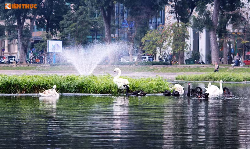 Đàn thiên nga trên hồ Thiền Quang.