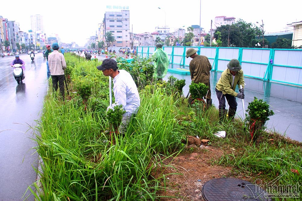 Ở các đoạn chưa được rào chắn, cỏ và cây trên dải phân cách đang được di dời đi nơi khác.