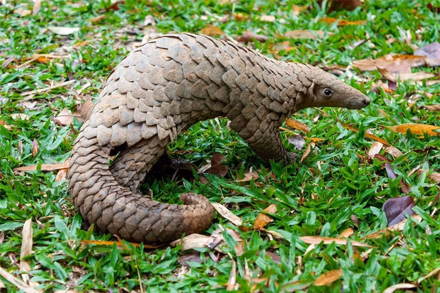 Bi an lop vay khien te te co kha nang phong thu manh nhat