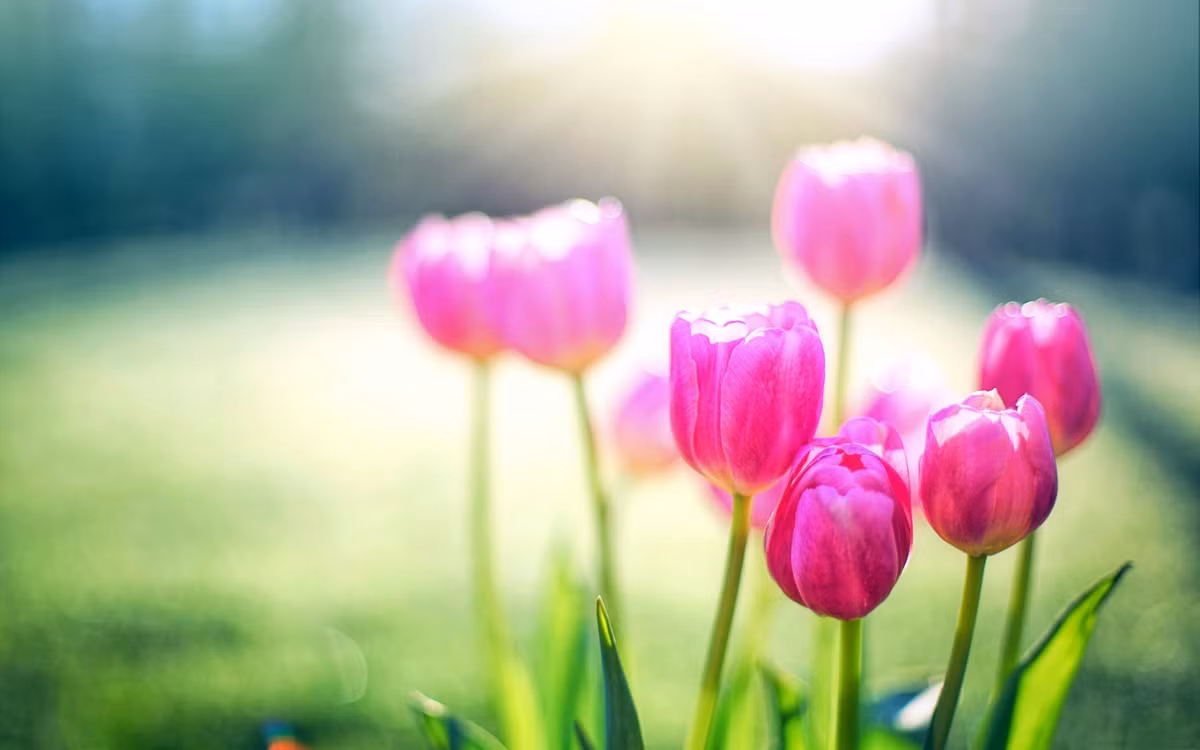 Thang 8 Am lich, 3 con giap tai loc choi sang, tinh yeu vien man