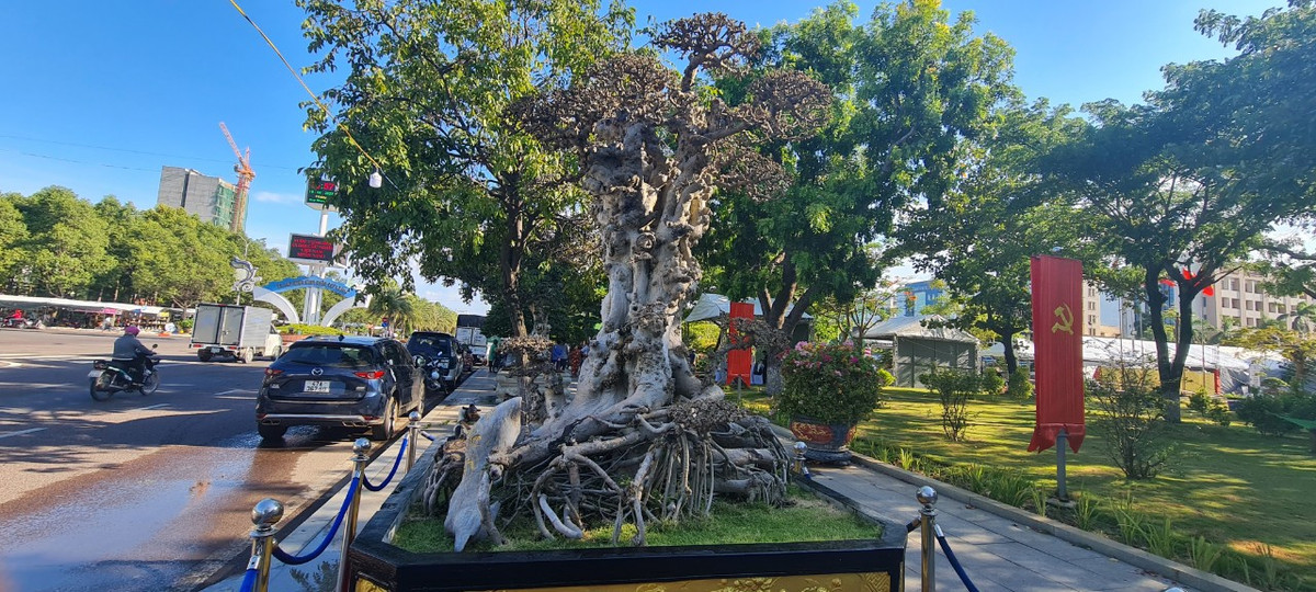 Những cây có gốc lớn, kỳ dị được đánh giá cao bởi tuổi đời vài trăm năm.