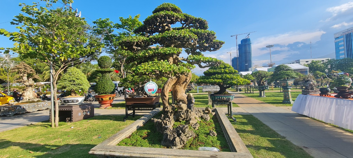 Bonsai đa dạng về kích thước, chủng loại và tạo hình trưng bày tại Triển lãm.