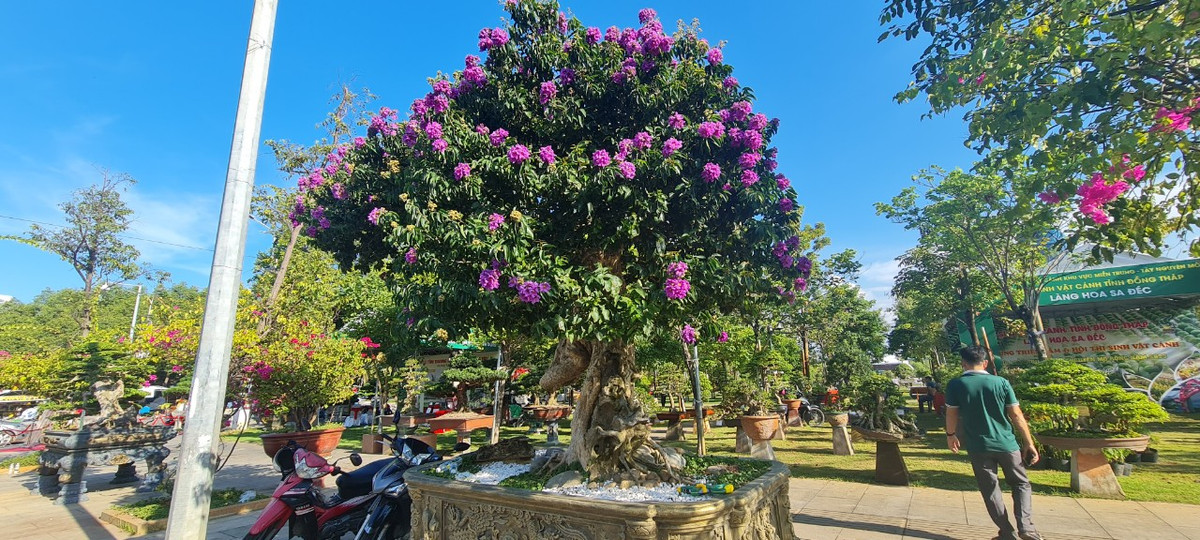 Bằng lăng cổ thụ bung nở những bông hoa tím thơ mộng và lãng mạn.