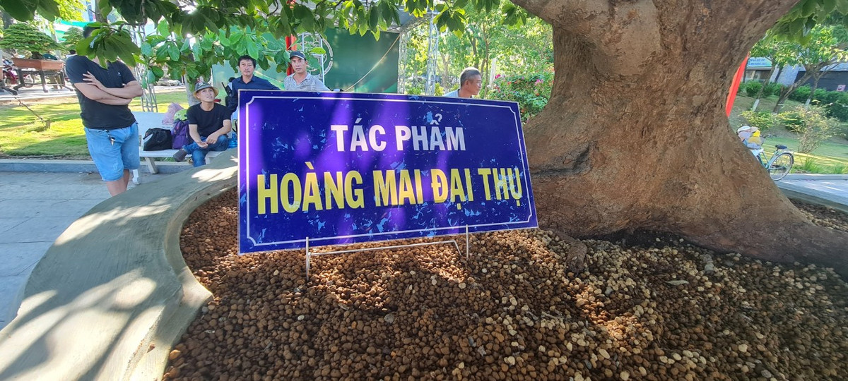 Hoàng mai nổi tiếng với tuổi thọ cao, hoa có 5 cánh màu vàng tươi, viền lượn sóng, mặt phẳng, các cánh xếp khít nhau, hương thơm dịu nhẹ.
