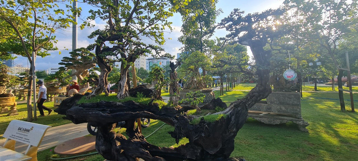 Tại Bình Định, nhiều năm trở lại đây nổi lên nhiều nhà vườn với các loại cây cảnh, bonsai nổi tiếng, có giá trị cao.