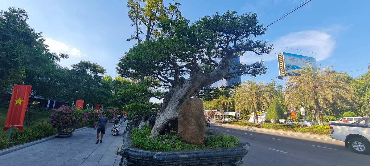 Khác với hội chợ xuân, người xem đặc biệt quan tâm về giá, thì tại Triển lãm lần này, vẻ đẹp, tâm huyết và độ “cổ - kỳ - mỹ” của cây cảnh, bonsai được đặt lên hàng đầu.