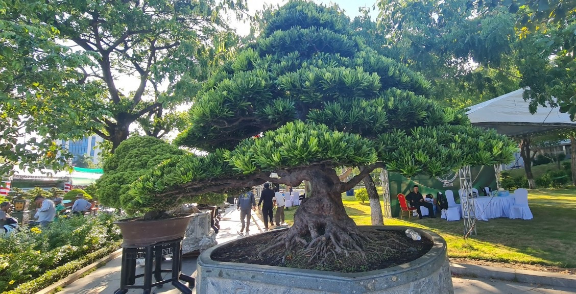 Những năm gần đây, tùng la hán và tùng kim cương được giới chơi cây cảnh rất ưa chuộng.