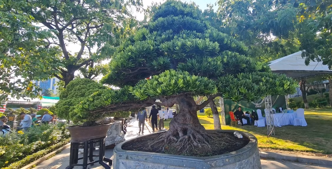 Những năm gần đây, tùng la hán và tùng kim cương được giới chơi cây cảnh rất ưa chuộng.