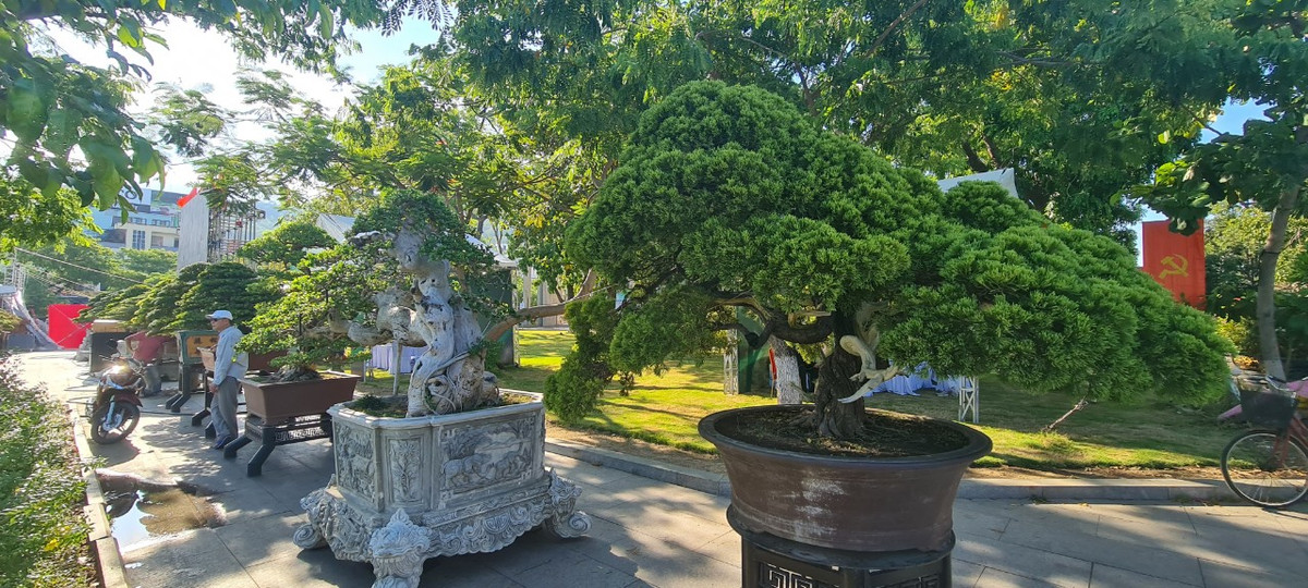 Từ thời xưa, người ta thường xem các loại cây như Tùng - Cúc - Trúc - Mai là 4 loại cây tứ quý biểu tượng của 4 mùa mang lại nhiều may mắn, tài lộc cho gia chủ.