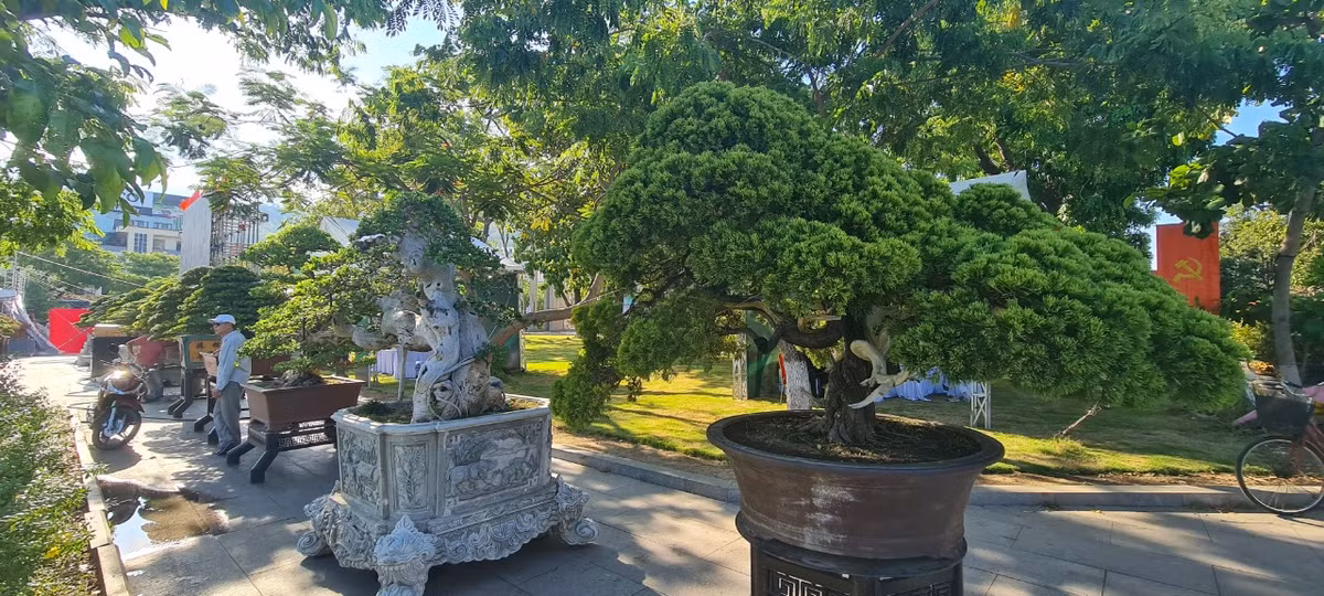 Từ thời xưa, người ta thường xem các loại cây như Tùng - Cúc - Trúc - Mai là 4 loại cây tứ quý biểu tượng của 4 mùa mang lại nhiều may mắn, tài lộc cho gia chủ.