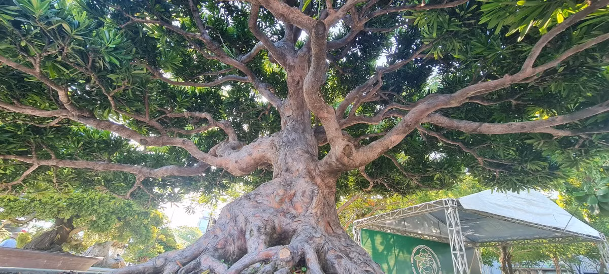 Không ít đại gia sẵn sàng chi tiền tỷ để sở hữu những cây tùng bonsai độc đáo.