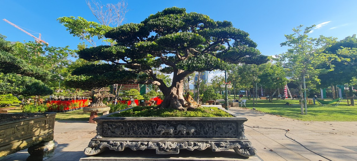 Tùng kim cương thường xuất hiện nhiều ở khu vực Đài Loan. Tuy nhiên, loại cây này cũng có nhiều giống và loại khác nhau. Loại thân đen, lá nhỏ thường được ưu tiên hơn ở Việt Nam.