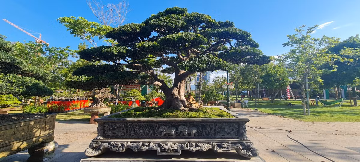 Tùng kim cương thường xuất hiện nhiều ở khu vực Đài Loan. Tuy nhiên, loại cây này cũng có nhiều giống và loại khác nhau. Loại thân đen, lá nhỏ thường được ưu tiên hơn ở Việt Nam.