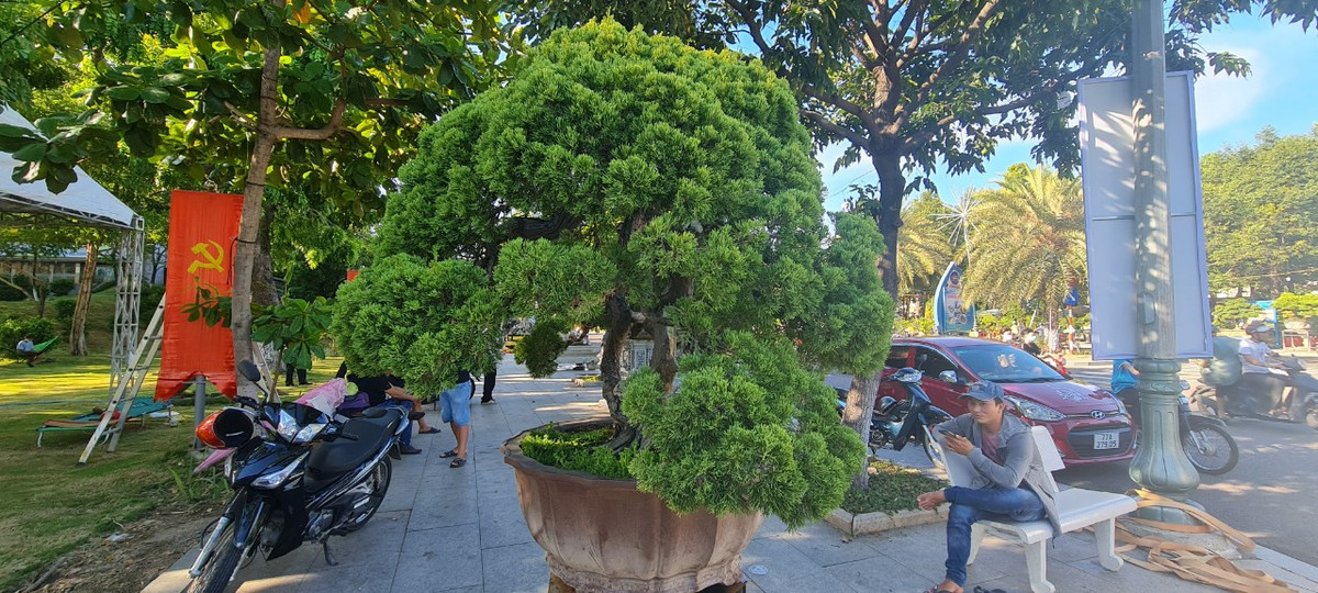 Trong đó, tùng là loại cây có tuổi thọ lâu nhất nên nó tượng trưng cho trường thọ, khỏe mạnh, an khang, sống lâu trăm tuổi.