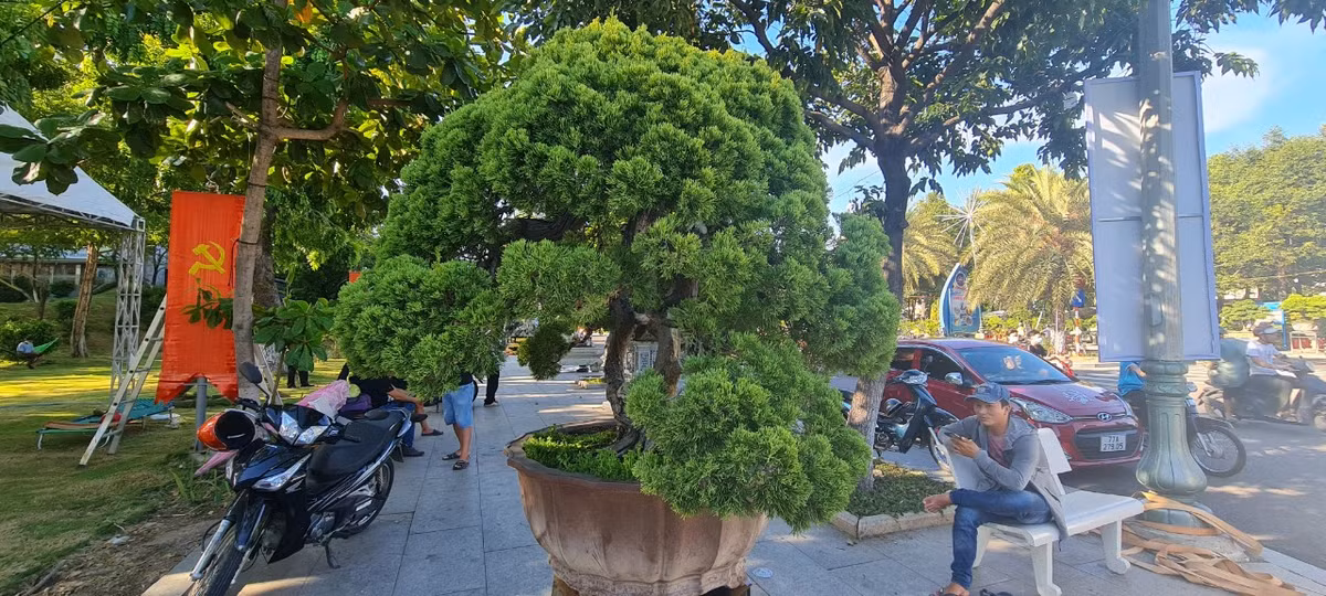 Trong đó, tùng là loại cây có tuổi thọ lâu nhất nên nó tượng trưng cho trường thọ, khỏe mạnh, an khang, sống lâu trăm tuổi.