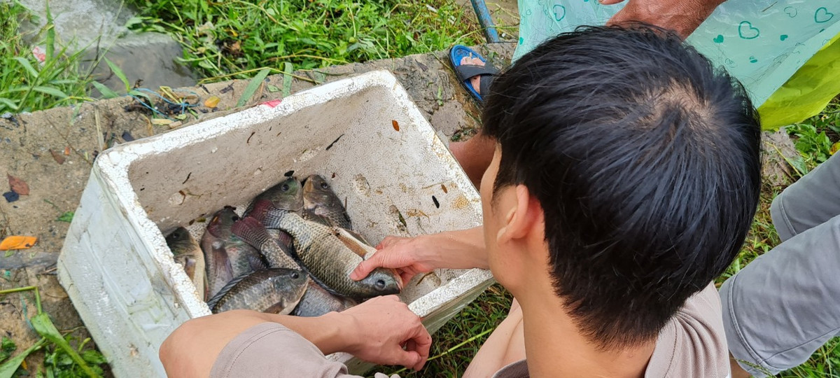 Và cũng xuất hiện nhiều cá to hơn.