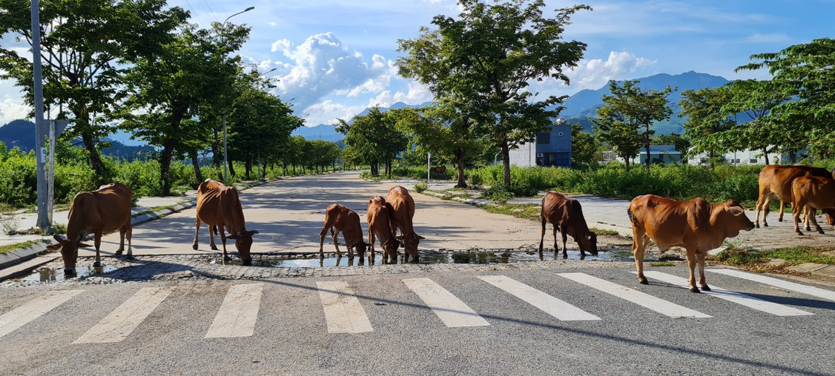 Đàn bò sau khi gặm cỏ no nê lại "dàn hàng ngang" ra giữa đường uống nước.