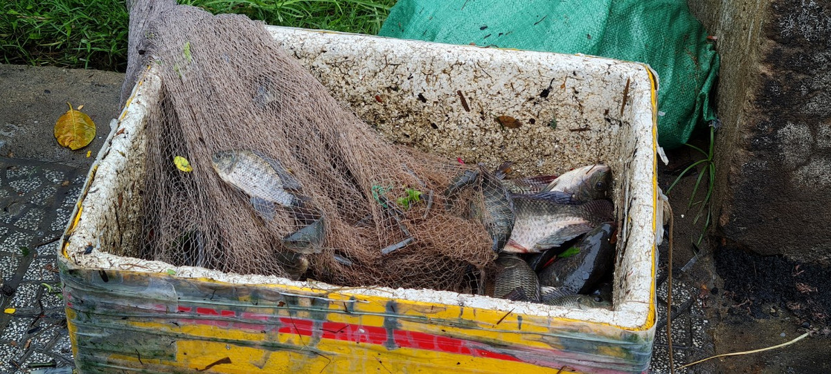 Trong hơn một giờ, nhiều người đã kéo được hàng chục kg cá các loại.