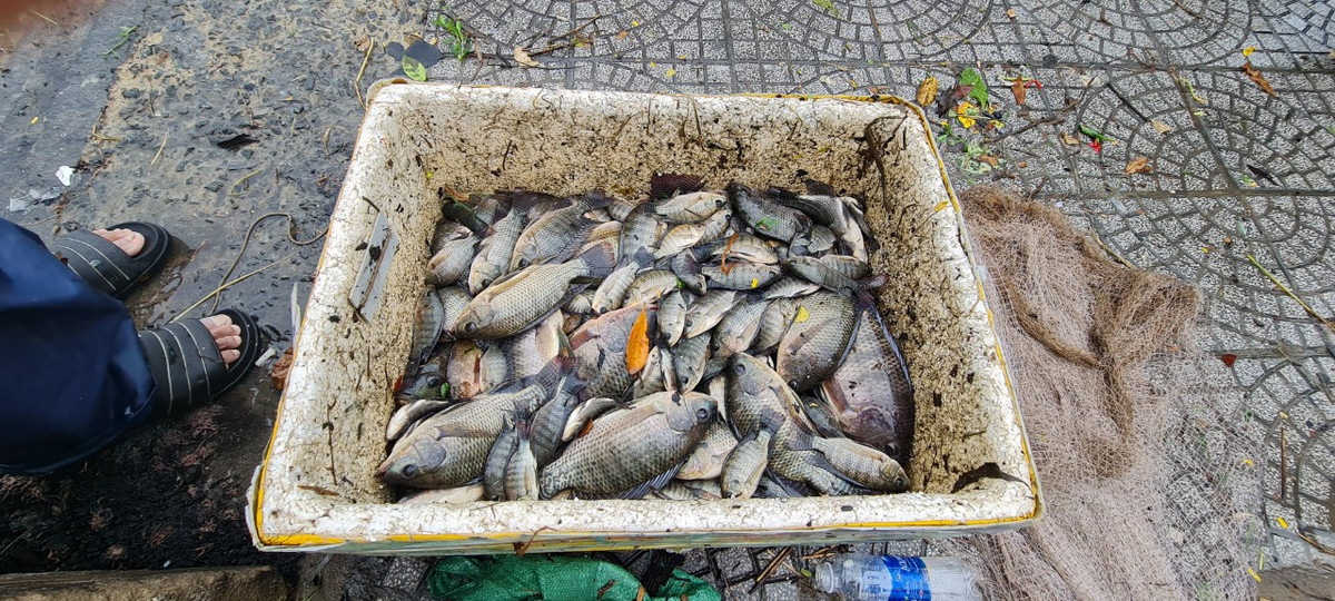 Nhiều nhất là các loại cá rô phi.