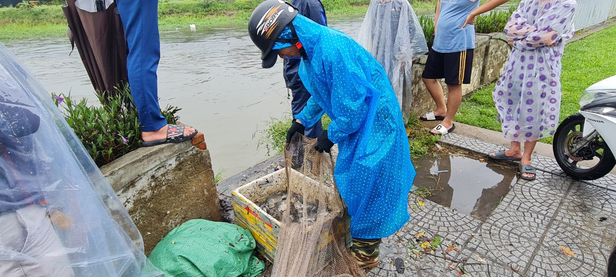 Mặc nguyên áo mưa và mũ bảo hiểm, nhiều người tranh thủ quăng lưới và thu hoạch.