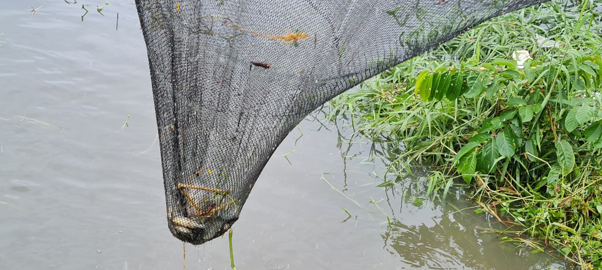 Sau trận mưa lớn sáng 25/9 do ảnh hưởng của áp thấp nhiệt đới, kênh Phú Lộc đoạn qua phường Thanh Khê Tây cuồn cuộn nước. Đây cũng là lúc các loại cá trôi dạt về hạ lưu.