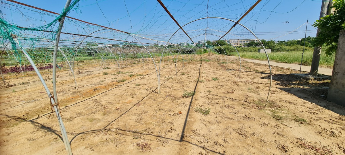 Khác với khung cảnh xanh mướt ở làng rau Trà Quế (Hội An, Quảng Nam), tại làng rau La Hường, nhà nông bỏ đất trống, dù đã đầu tư giàn lưới để thả bí, mướp.