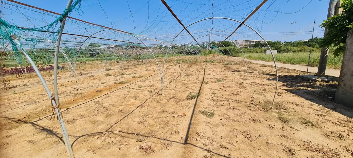 Khác với khung cảnh xanh mướt ở làng rau Trà Quế (Hội An, Quảng Nam), tại làng rau La Hường, nhà nông bỏ đất trống, dù đã đầu tư giàn lưới để thả bí, mướp.