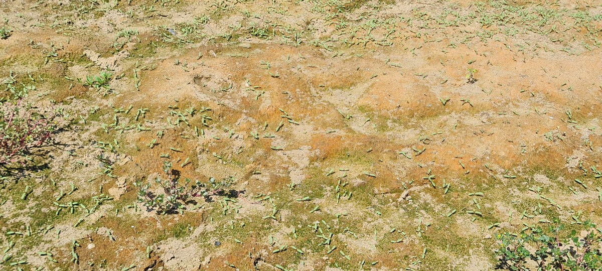 Cạnh đó, luống rau mới gieo không "ngóc đầu lên nổi" do không có nước tưới.