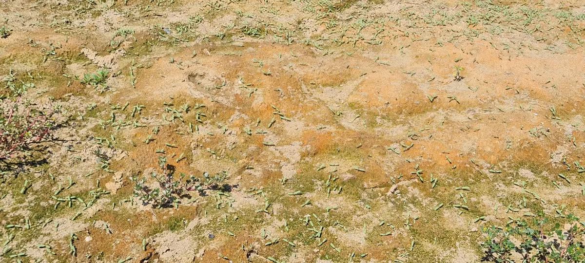 Cạnh đó, luống rau mới gieo không "ngóc đầu lên nổi" do không có nước tưới.