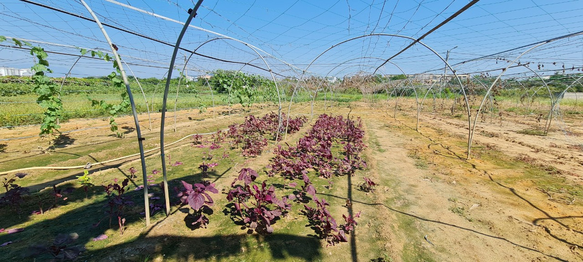 Nhiều diện tích đất canh tác tại đây cả ngày chỉ tưới sơ nước giếng khoan chứ không dám tưới nhiều vì nước giếng cũng bị phèn.