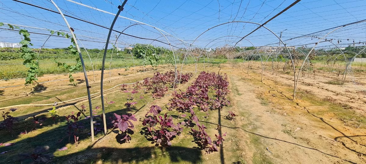 Nhiều diện tích đất canh tác tại đây cả ngày chỉ tưới sơ nước giếng khoan chứ không dám tưới nhiều vì nước giếng cũng bị phèn.