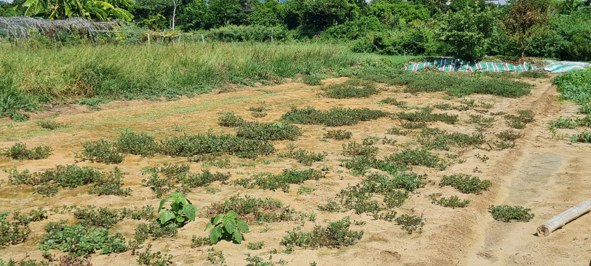 "Không có nước tưới, rau nhanh già, trổ bông, không bán được đành phải nhổ bỏ.", bác V. chỉ tay vào luống rau sam thưa thớt đang nở rực rỡ như hoa mười giờ giữa trưa nắng.