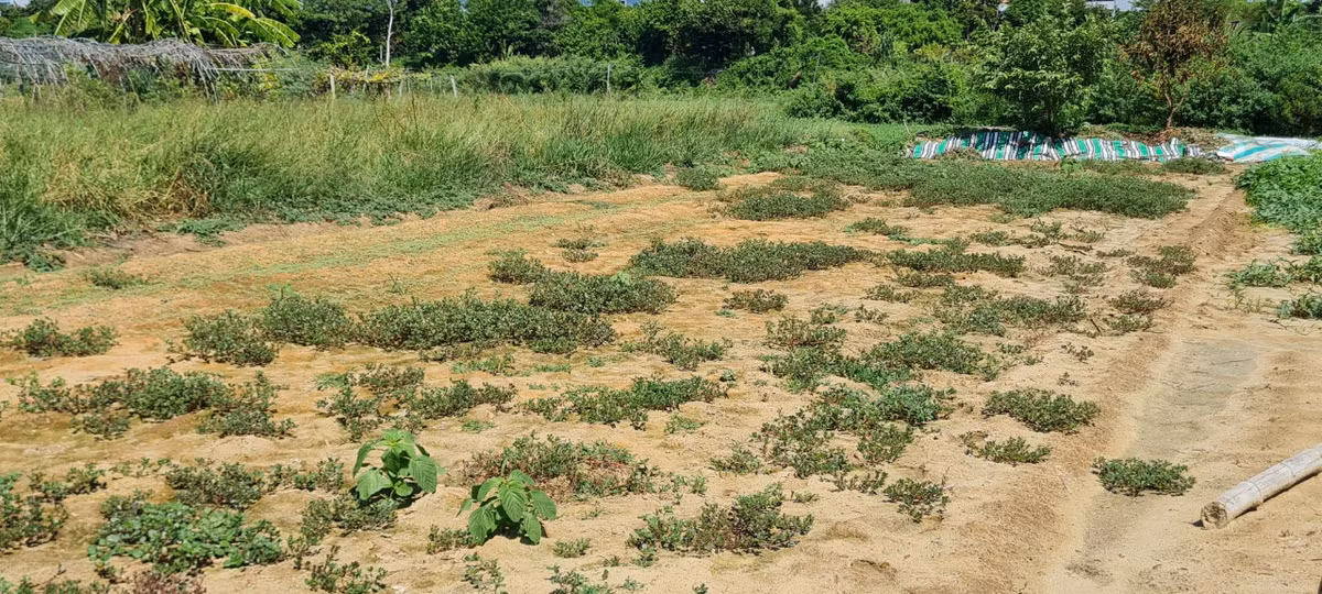 "Không có nước tưới, rau nhanh già, trổ bông, không bán được đành phải nhổ bỏ.", bác V. chỉ tay vào luống rau sam thưa thớt đang nở rực rỡ như hoa mười giờ giữa trưa nắng.