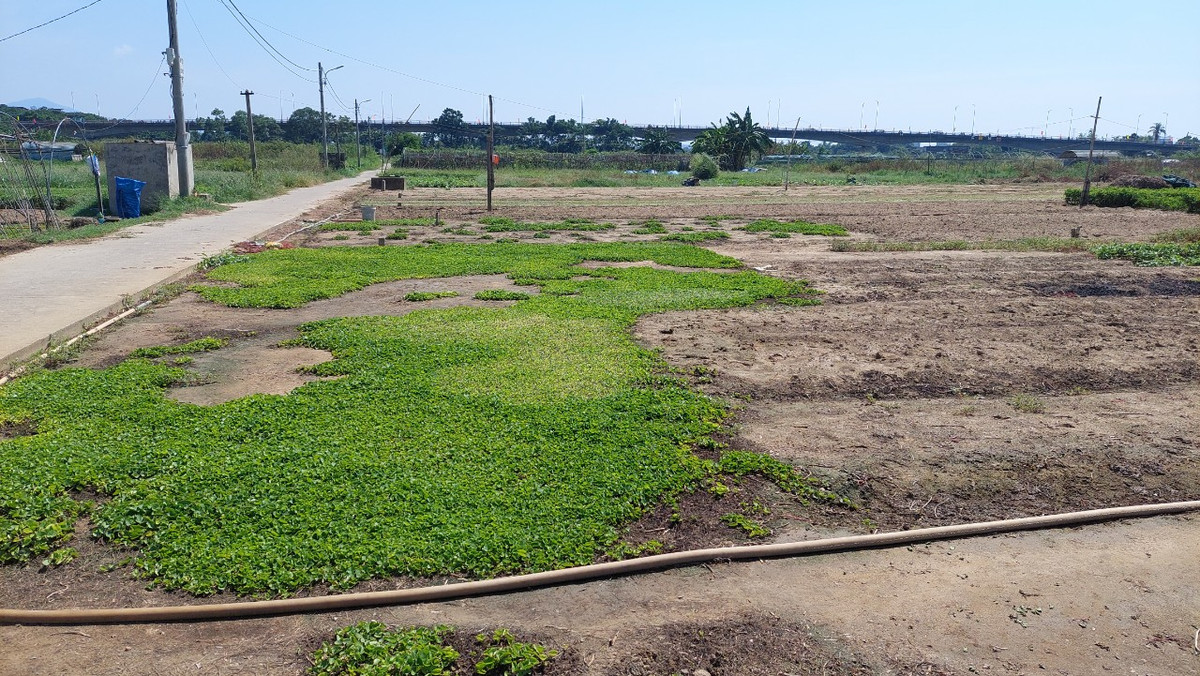 Nhiều hộ chuyển sang trồng các loại rau được đánh giá là "chịu hạn" tốt như rau má để đối phó với tình trạng thiếu nước.