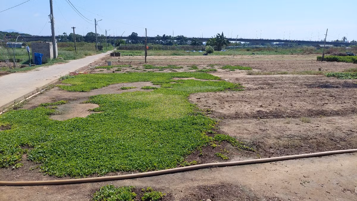 Nhiều hộ chuyển sang trồng các loại rau được đánh giá là "chịu hạn" tốt như rau má để đối phó với tình trạng thiếu nước.
