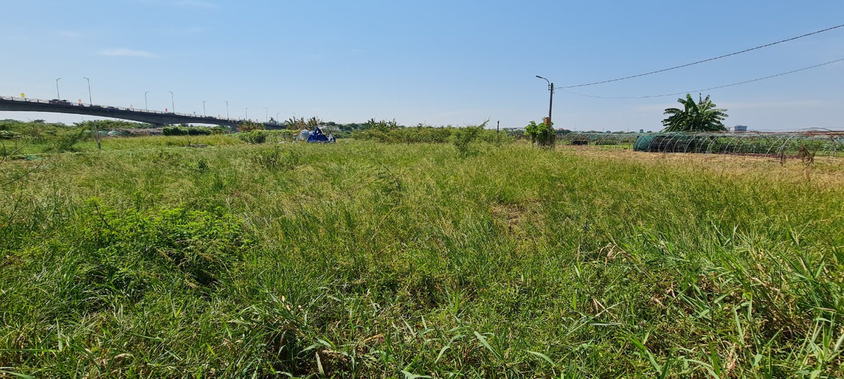 Tuy nhiên, hiện có đến quá nửa diện tích vùng rau sạch lớn nhất thành phố Đà Nẵng đang bị bỏ hoang.