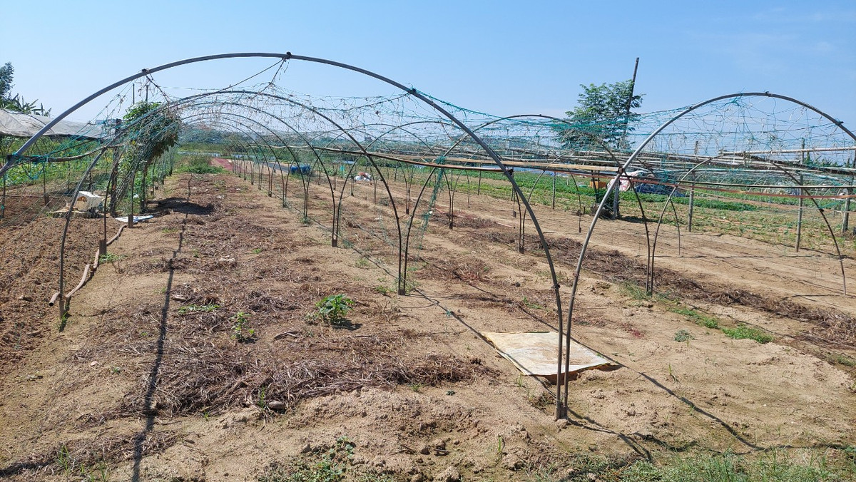 Làng rau sạch lớn nhất Đà Nẵng đang trông mưa từng ngày để thoát cảnh nước nhiễm mặn, hàng loạt rau màu bị cháy, chết khô, quăn lá, phải nhổ bỏ.