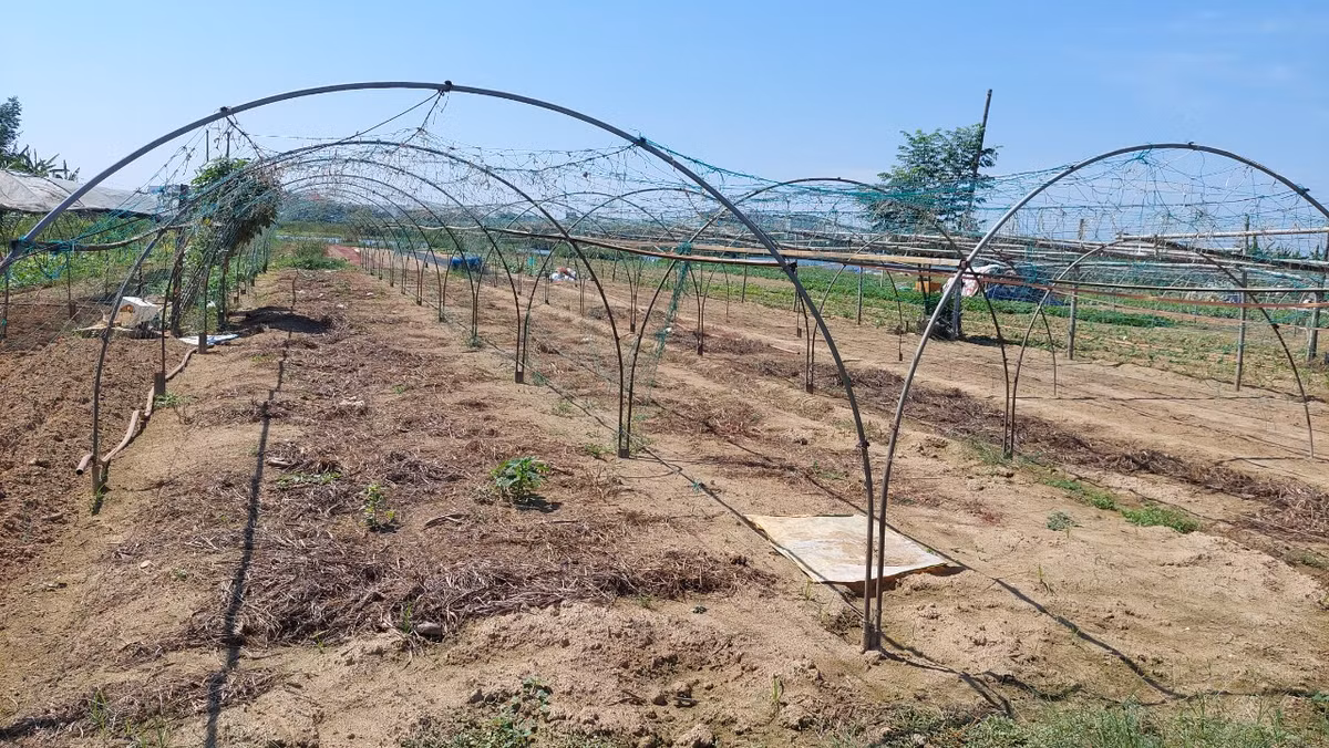 Làng rau sạch lớn nhất Đà Nẵng đang trông mưa từng ngày để thoát cảnh nước nhiễm mặn, hàng loạt rau màu bị cháy, chết khô, quăn lá, phải nhổ bỏ.