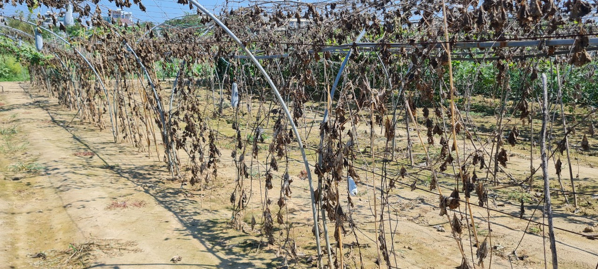 Nhiều tháng qua, ở TP. Đà Nẵng nắng nóng kéo dài, nước sông nhiễm mặn, nước giếng khoan nhiễm phèn, nhiễm lợ, sau khi tưới, rau bị cháy lá, héo úa và chết hàng loạt. Nhiều loại dây leo giàn như bí, mướp ...chết khô khiến nông dân xót xa, đứng ngồi không yên.