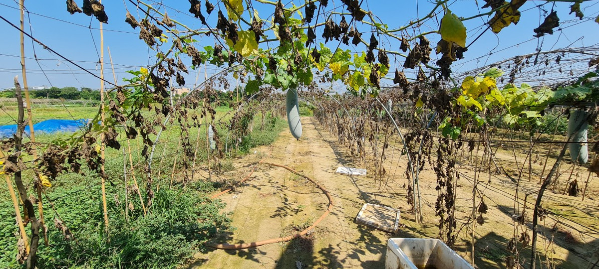 Bác N., một nông dân đang canh tác tại làng rau than thở: “Nước sông bị nhiễm mặn, nước giếng khoan bị phèn, đỏ chạch, nên tưới nước thì rau bị cháy lá, không tưới thì cây chết khô. Nhiều giàn bí, mướp đang mùa thu hoạch mà... chết khô rứa đó. Giờ không còn cách chi khác ngoài việc chờ trời mưa, nước về sẽ đẩy mặn đi. Mấy bữa nay, trời có mưa vài đợt, nước đỡ mặn hơn, tôi đang tính gieo lại lứa rau mới".