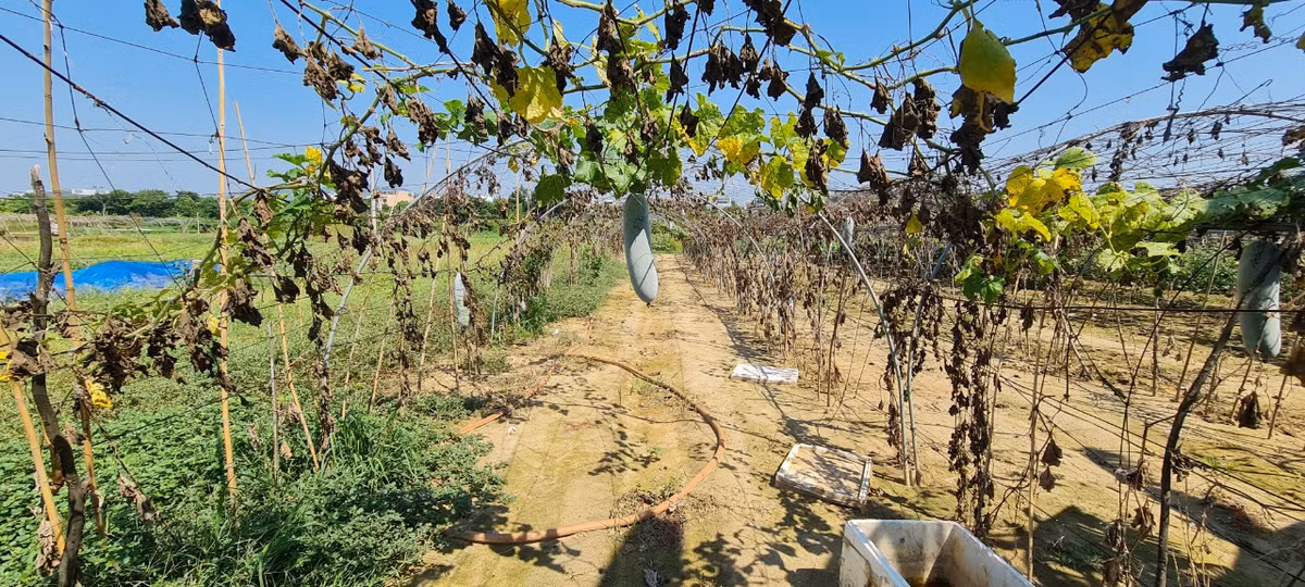 Bác N., một nông dân đang canh tác tại làng rau than thở: “Nước sông bị nhiễm mặn, nước giếng khoan bị phèn, đỏ chạch, nên tưới nước thì rau bị cháy lá, không tưới thì cây chết khô. Nhiều giàn bí, mướp đang mùa thu hoạch mà... chết khô rứa đó. Giờ không còn cách chi khác ngoài việc chờ trời mưa, nước về sẽ đẩy mặn đi. Mấy bữa nay, trời có mưa vài đợt, nước đỡ mặn hơn, tôi đang tính gieo lại lứa rau mới".