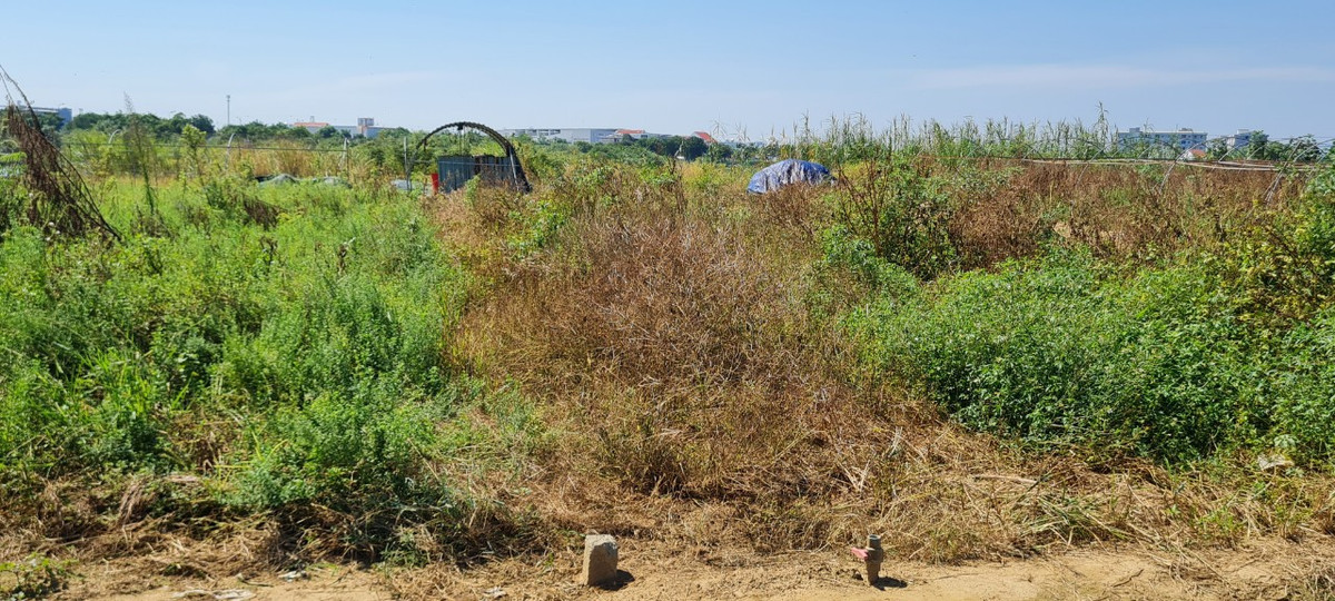 Do nắng nóng, nước sông nhiễm mặn, nông dân đành ngậm ngùi nhìn cỏ dại tràn ngập trên những thửa đất trồng trọt từng là luống cải, mồng tơi, bí đao... xanh mướt.